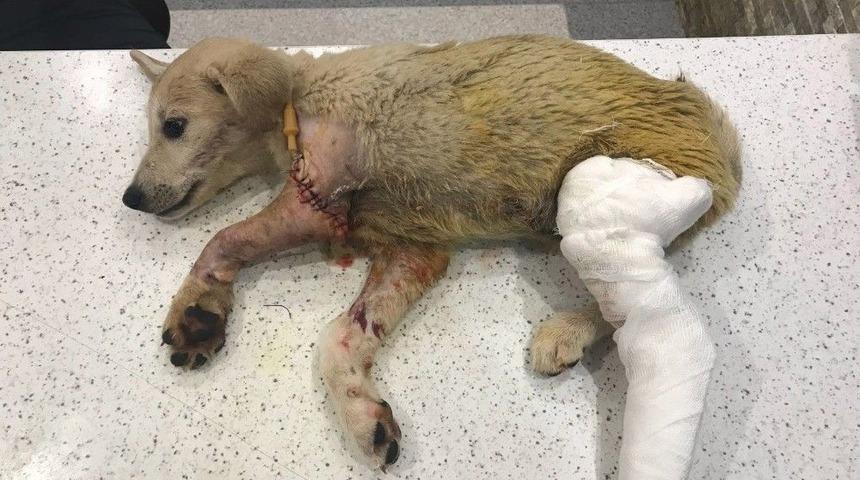 Yavru K&ouml;peği T&uuml;fekle Vuran Şahıs Yakalandı