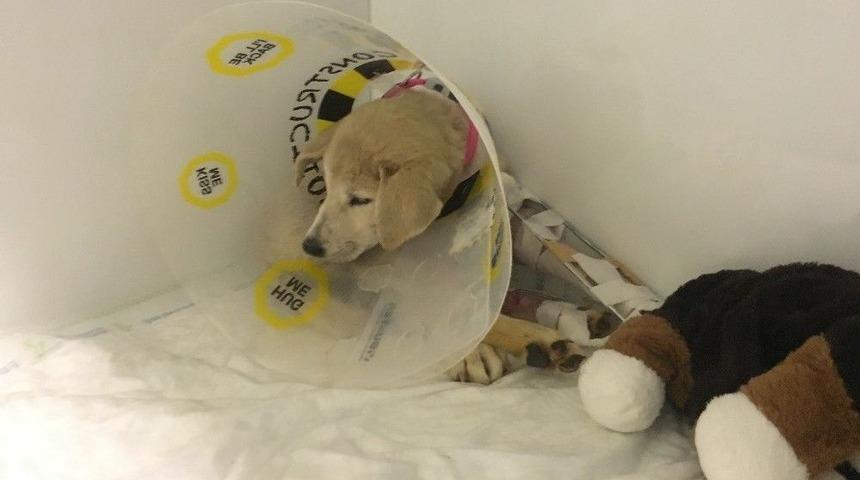 Mardin&rsquo;de Vurularak Ağır Yaralanan "kuzey" İsimli K&ouml;pek, İstanbul&rsquo;da Tedavi Altına Alındı