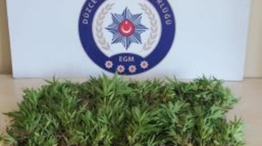 D&uuml;zce Polisinden Uyuşturucu Avı