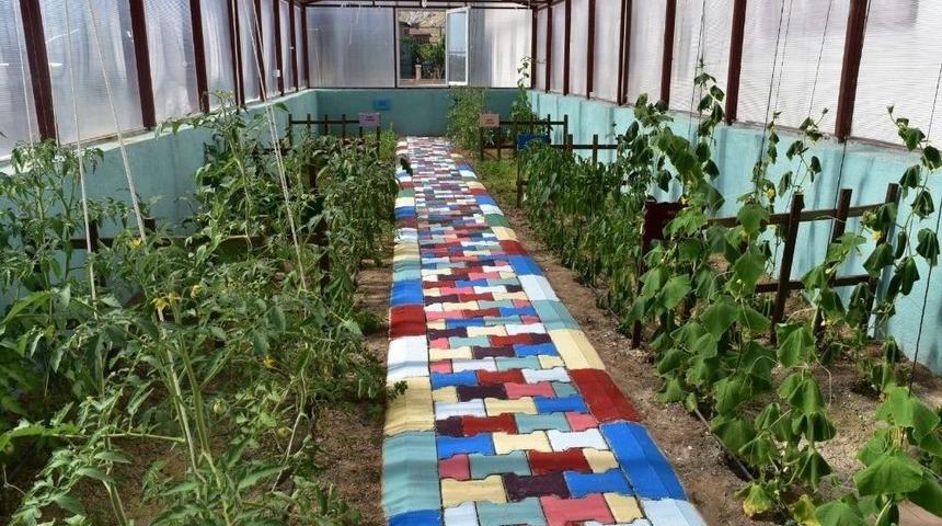 Engelsiz Yaşam Akademisi Serasında Rengarenk Bitkiler