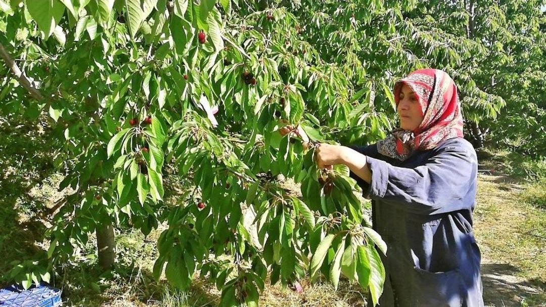 Kirazda Hasat Başladı Ancak &Uuml;retici Mutlu Değil