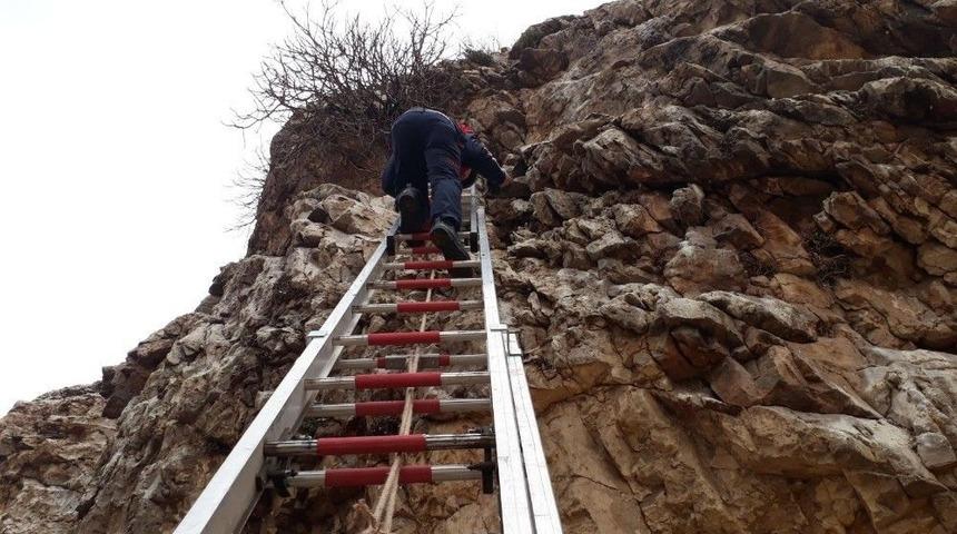 İncir Ağacına Takılan G&uuml;vercin Kurtarıldı