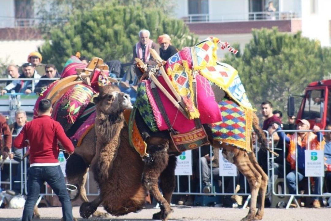 Ayvalık&rsquo;ta 4. Geleneksel Balıkesir B&uuml;y&uuml;kşehir Belediyesi Deve G&uuml;reşi Festivali