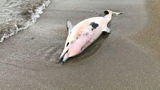 Karadeniz’de Yunus Ölümleri Sürüyor