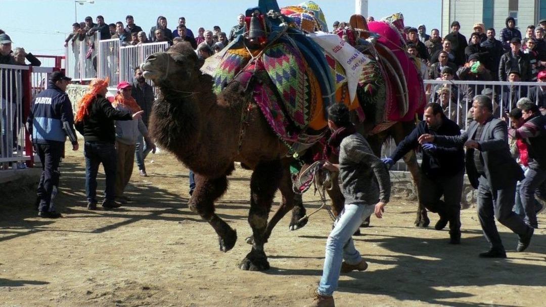 Pehlivan Develer Kozlarını Nazilli&rsquo;de Paylaştı