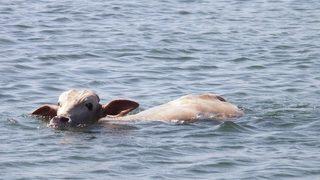 Firari Danalar Denizde Yakalandı