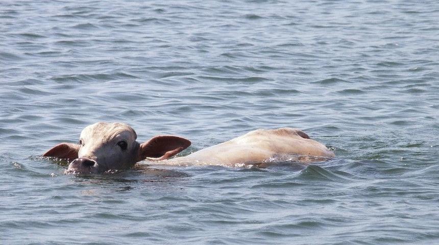 Firari Danalar Denizde Yakalandı