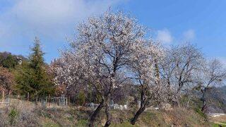 Erik Ağacı Şubat Ayında Çiçek Açtı