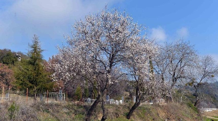 Erik Ağacı Şubat Ayında Çiçek Açtı