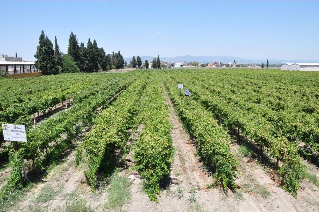 Manisa&rsquo;da &Uuml;z&uuml;m Hasadı Başladı