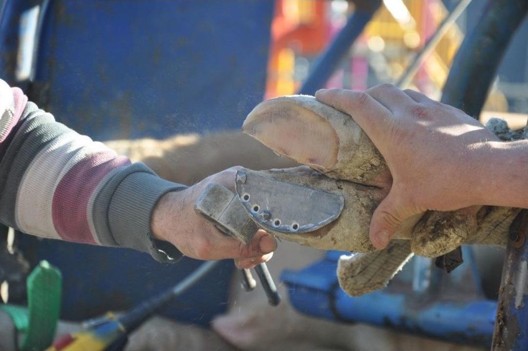 Şampiyon Boğalar İ&ccedil;in &Ouml;zel Nalbant Getirildi