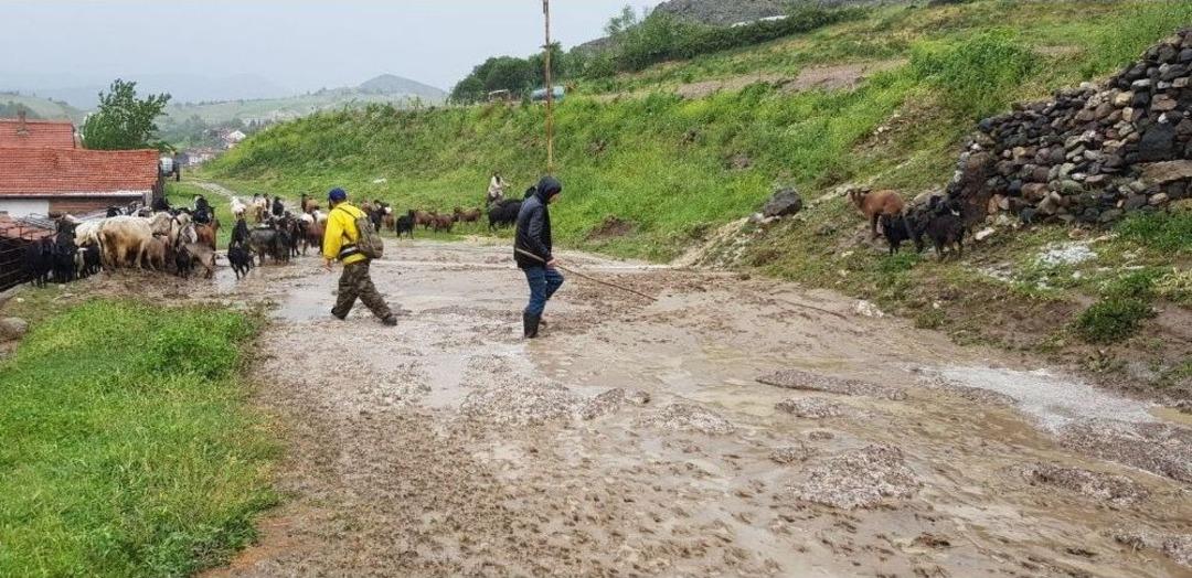 Hayvanlar Su Baskınında Telef Olmaktan Son Anda Kurtarıldı