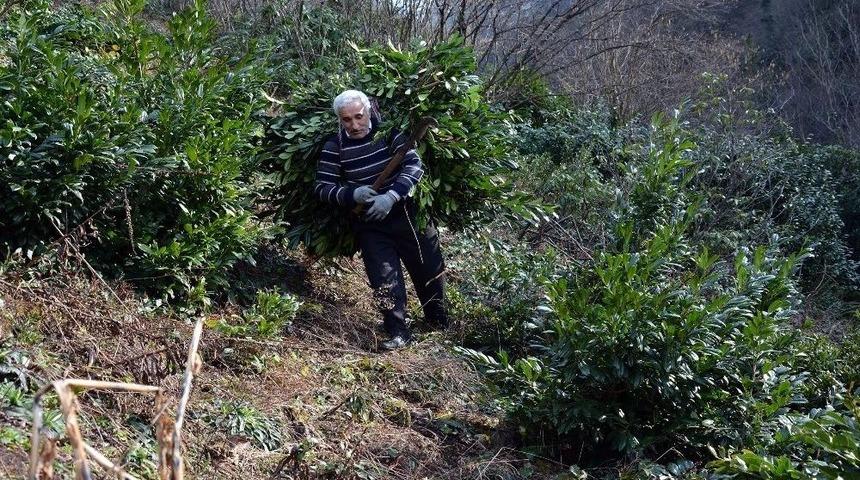 O Yaprağı Yiyen Hayvanlar Hem Hastalanmıyor Hem De Besili Kalıyor