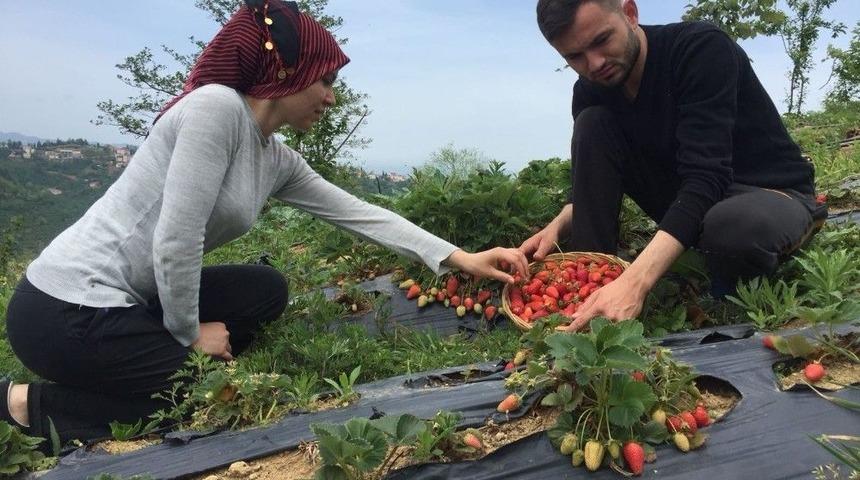 Kabadüz’de Yılın İlk Çilekleri Toplandı
