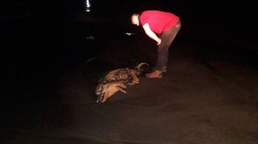 Ordu&rsquo;da &Ouml;l&uuml; Yunus Karaya Vurdu