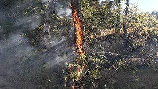 Bursa’da 70 Dönüm Arpa Ve Buğday Ekili Alan Yandı