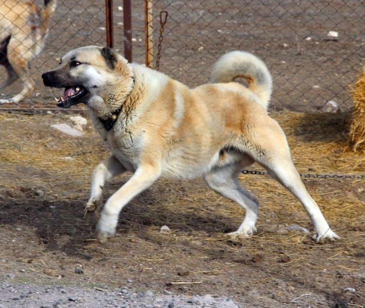 Kangal Köpekleri Zeytin Dalı Harekatı’na Hazır G2