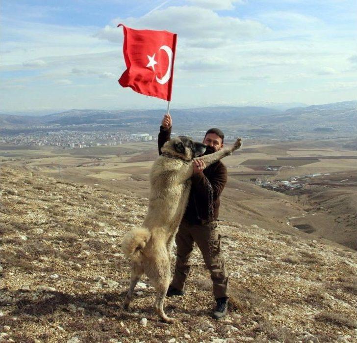 Kangal Köpekleri Zeytin Dalı Harekatı’na Hazır G3