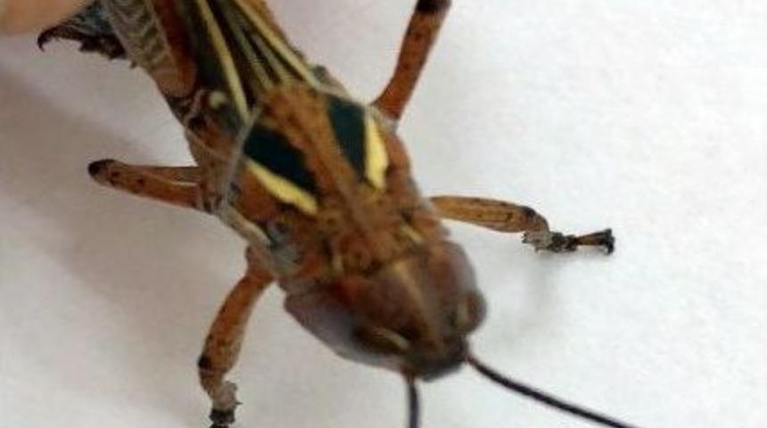 Kuraklık, &Ccedil;ekirge İstilalarına Neden Oluyor