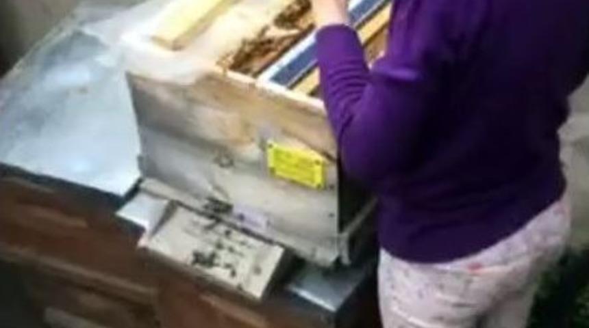 Babalarının Arılarını Elleriyle Bal Vererek Beslediler