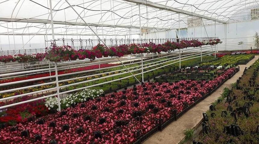 Simav&rsquo;da Yazlık &Ccedil;i&ccedil;ek &Uuml;retimi