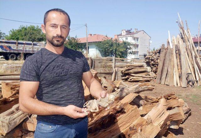 Esrarengiz Canlı Kalıntısı “kedi” Çıktı