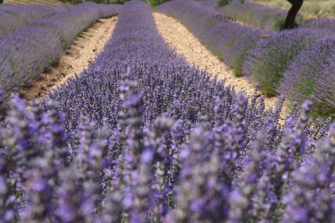 T&uuml;rkiye&rsquo;nin Yeni G&ouml;zdesi Lavanta Ve Salda