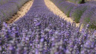 Türkiye’nin Yeni Gözdesi Lavanta Ve Salda