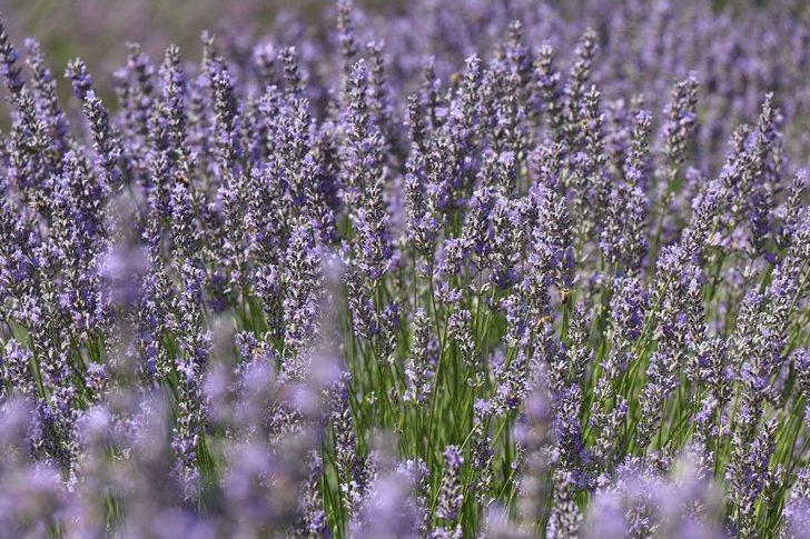 Türkiye’nin Yeni Gözdesi Lavanta Ve Salda G1