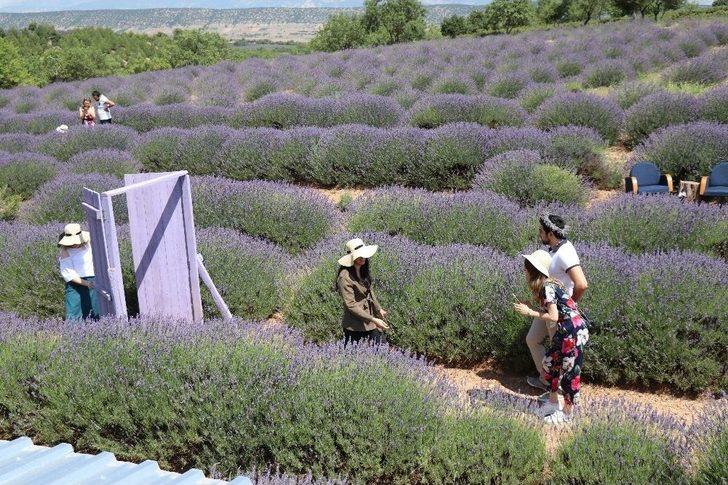 Türkiye’nin Yeni Gözdesi Lavanta Ve Salda G4