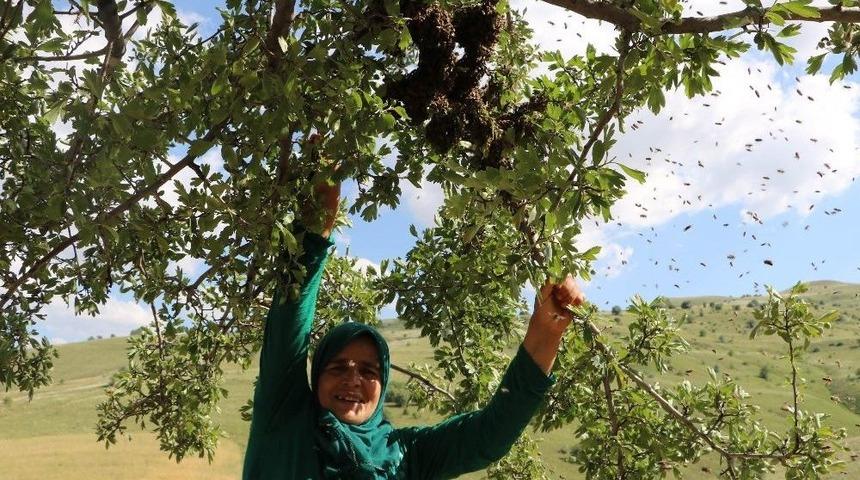 Kadın Arıcının Akıl Almaz Cesareti