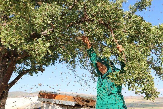 Kadın Arıcının Akıl Almaz Cesareti 1