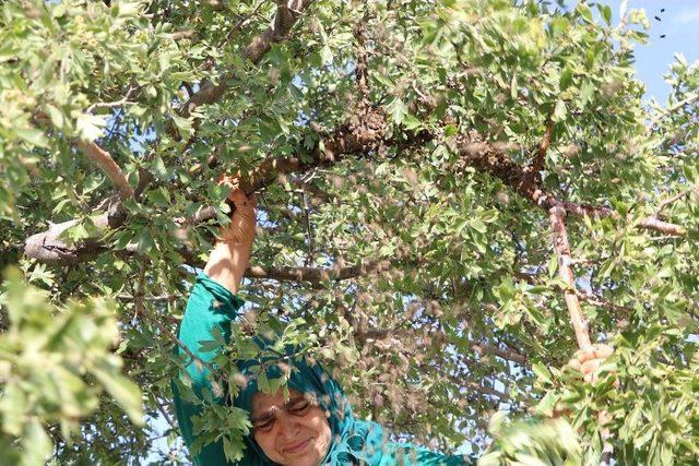 Kadın Arıcının Akıl Almaz Cesareti 2