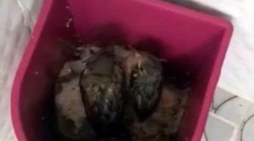 Kuş &Ccedil;&ouml;p Kutusuna Yuva Yaptı