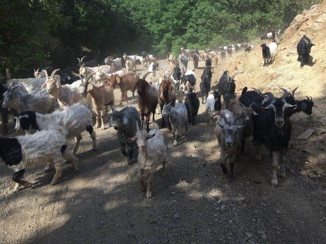 Kato Dağı Eteklerinde Sahilleri Aratmayan Görüntüler Oluştu