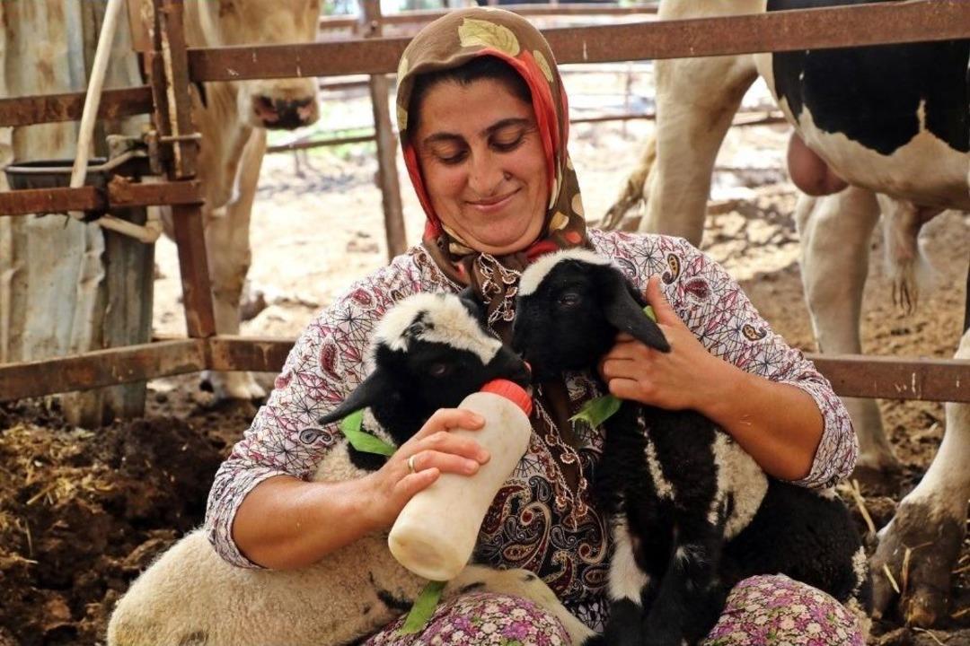 Anneleri Doğumda &Ouml;len İkiz Kuzulara &lsquo;&ouml;zel Anne&rsquo; Şefkati
