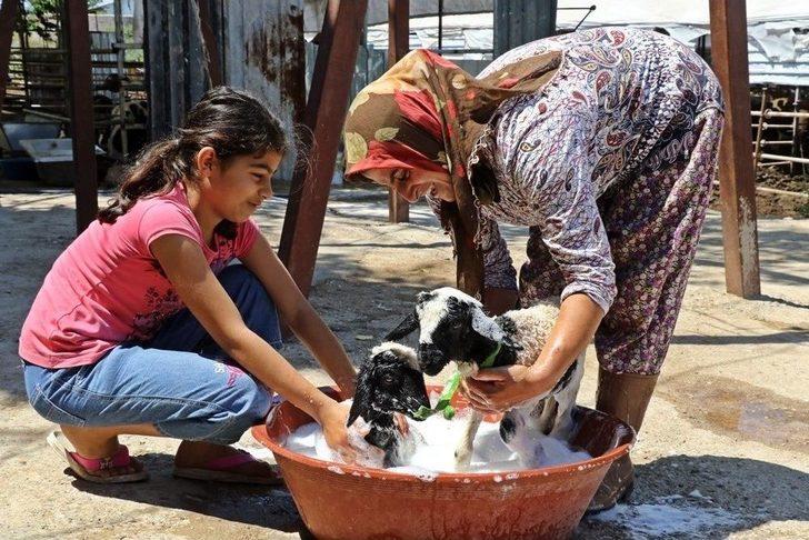 Anneleri Doğumda Ölen İkiz Kuzulara ‘özel Anne’ Şefkati G1