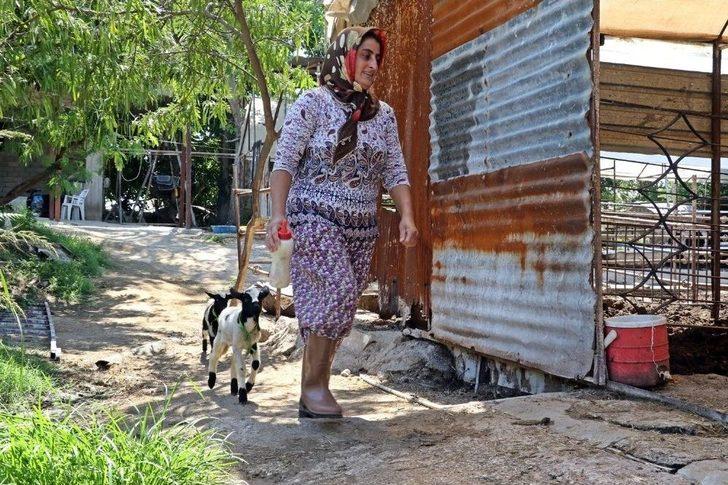 Anneleri Doğumda Ölen İkiz Kuzulara ‘özel Anne’ Şefkati G5