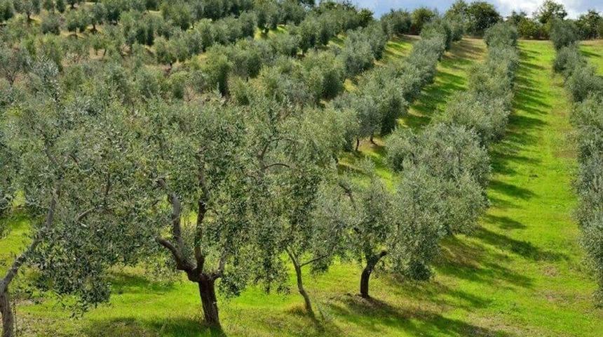 Karşıyaka&rsquo;da M&uuml;teahhitlerden Daire Başına İki Zeytin Fidanı