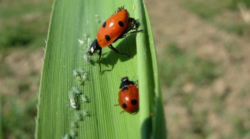 Pamukta Yaprak Biti Tehlikesine Dikkat