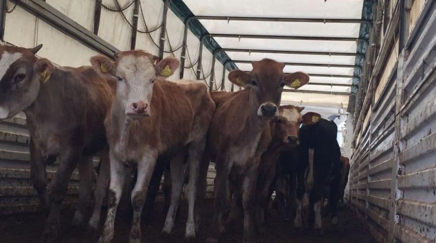 Isparta&rsquo;da Gen&ccedil; &Ccedil;ift&ccedil;ilere B&uuml;y&uuml;kbaş Hayvanlar Dağıtıldı