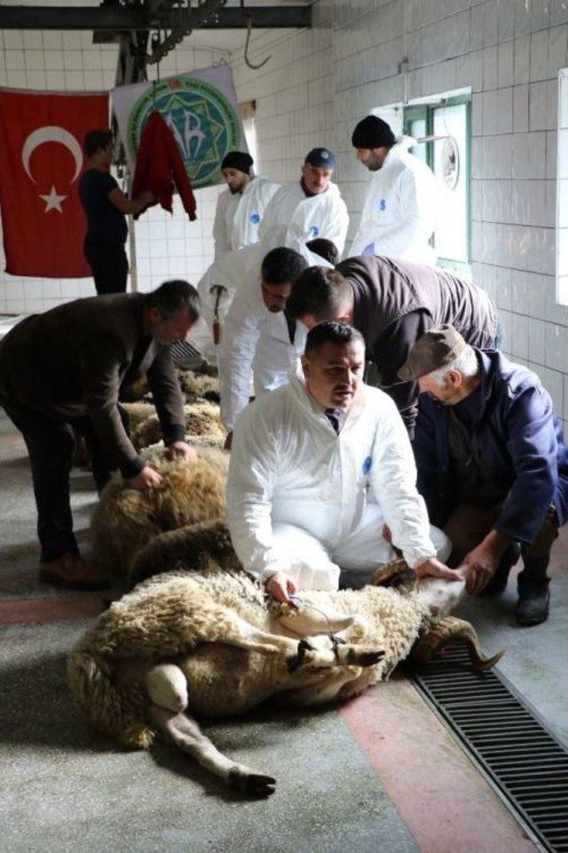 Mehmetçik İçin 11 Kurban Kestiler, “biz 11 Kestik, Askerimiz 12’den Vursun”