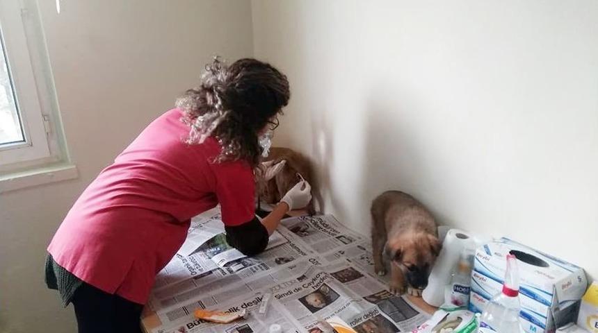 Kastamonu&rsquo;da &Ccedil;aya D&uuml;şen K&ouml;pek, İtfaiye Ekiplerince Kurtarıldı