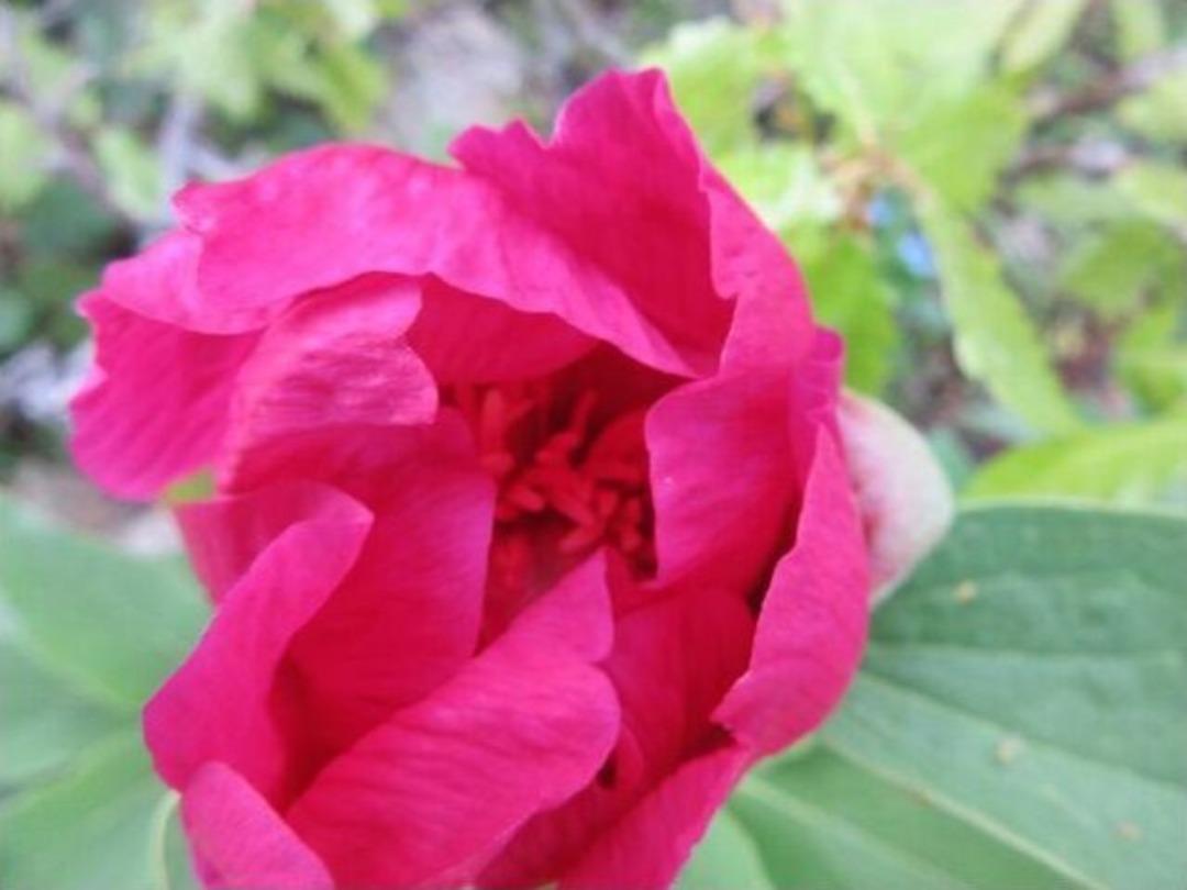 Bitlis&rsquo;te Şakayık &Ccedil;i&ccedil;eği A&ccedil;maya Başladı