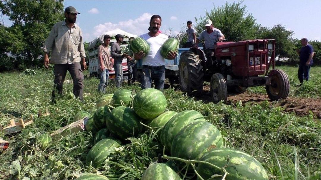 Tarladan Sofraya At&ccedil;a Karpuzu
