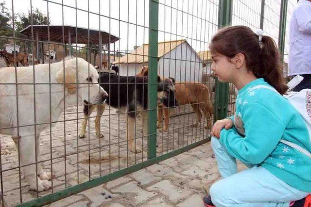 “yetişkinler Köpek Çocuklar İse Kedi Sahipleniyor”