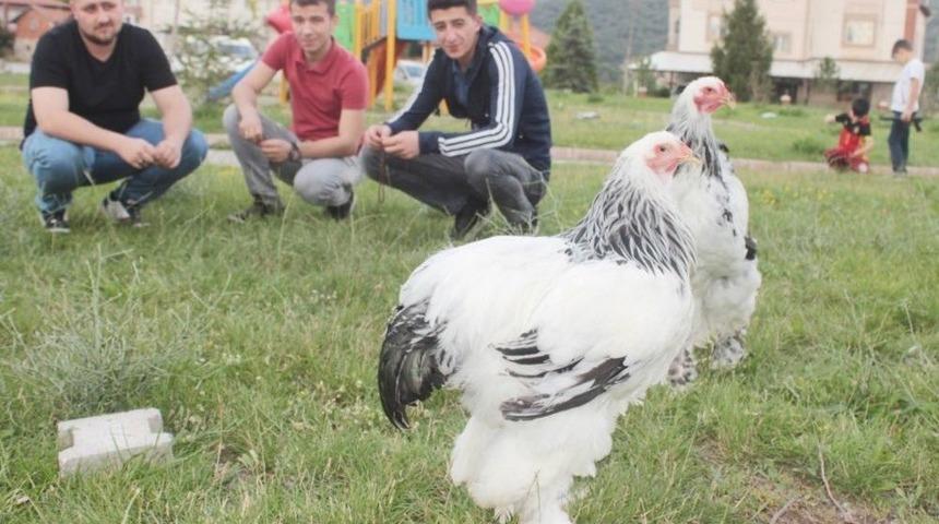 Tavşanlı&rsquo;da S&uuml;s Tavukları Mezat Alanı A&ccedil;ıldı