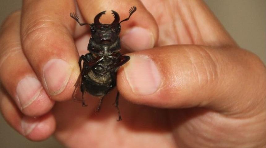 D&uuml;nya Satıyor Bilecik Koruyacak