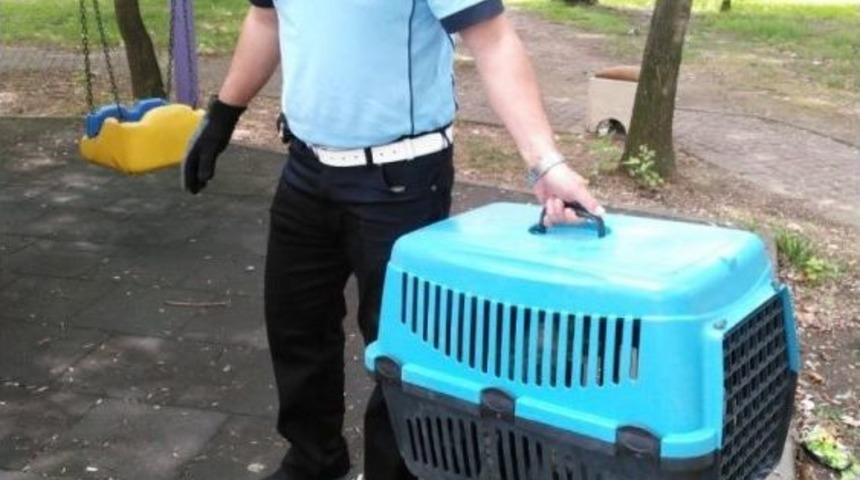 Büyükşehir Zabıtadan Yaralı Kediye Yardım Eli