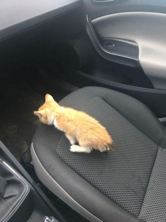 Otomobilin Motoruna Giren Kedi Bursa’yı Dolaştı